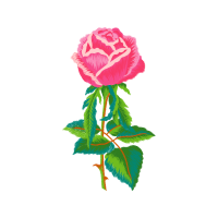 Garden Roses Flowers