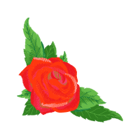 Garden Roses Flowers