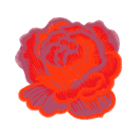 Garden Roses Flowers Garden Roses Flowers