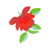 Garden Roses Flowers Garden Roses Flowers