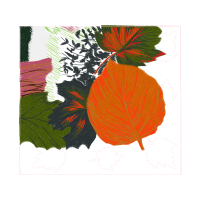 Garden Roses Flowers