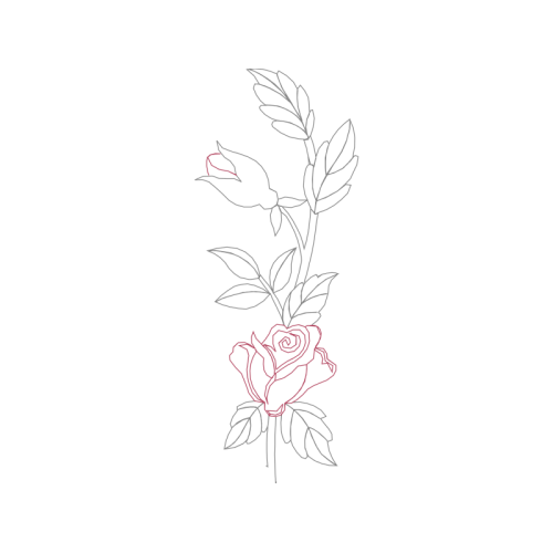 Garden Roses Flowers Garden Roses Flowers