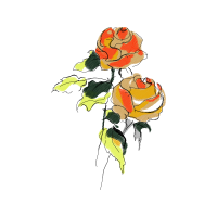 Garden Roses Flowers Garden Roses Flowers