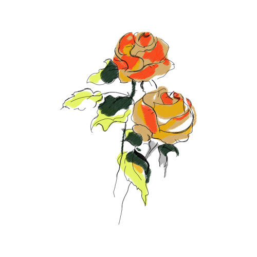 Garden Roses Flowers Garden Roses Flowers