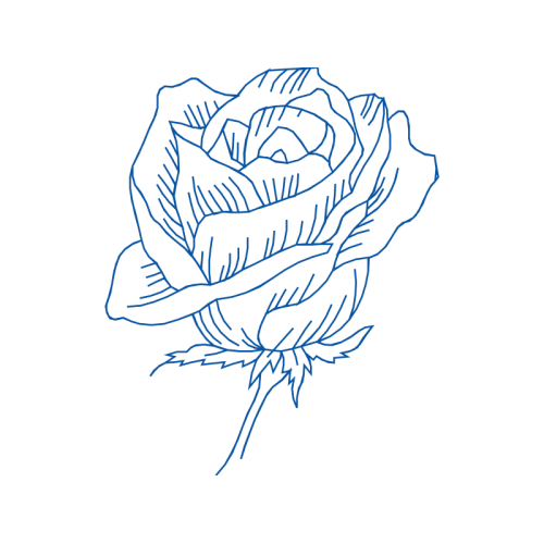 Garden Roses Flowers Garden Roses Flowers