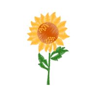 Garden Roses Flowers Garden Roses Flowers