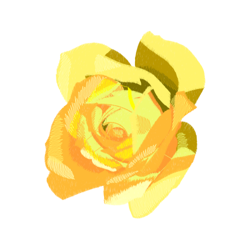 Garden Roses Flowers Garden Roses Flowers