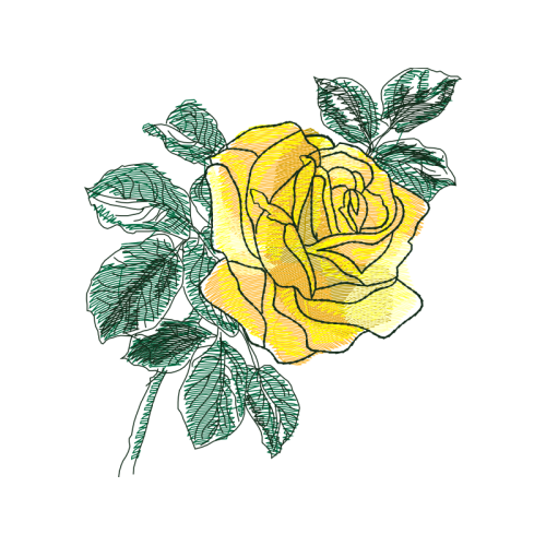 Garden Roses Flowers Garden Roses Flowers