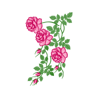 Garden Roses Flowers Garden Roses Flowers