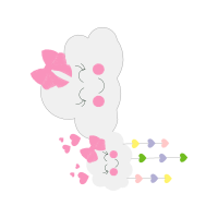 Garden Roses Flowers Garden Roses Flowers