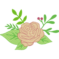 Garden Roses Flowers