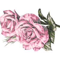 Garden Roses Flowers Garden Roses Flowers