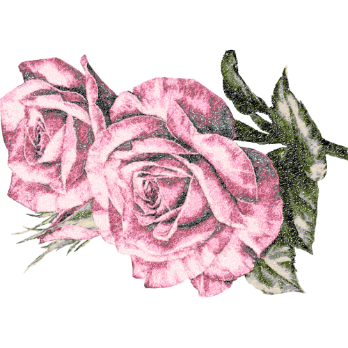 Garden Roses Flowers Garden Roses Flowers