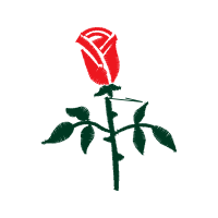 Garden Roses Flowers