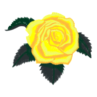 Garden Roses Flowers