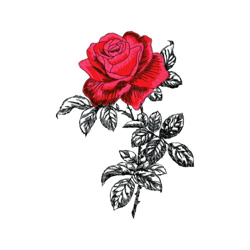 Garden Roses Flowers Garden Roses Flowers