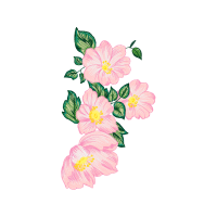 Glaucous Dog Rose Flowers Glaucous Dog Rose Flowers