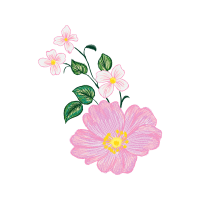 Glaucous Dog Rose Flowers Glaucous Dog Rose Flowers