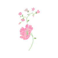 Glaucous Dog Rose Flowers Glaucous Dog Rose Flowers