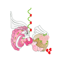 Hybrid Tea Rose Flowers Hybrid Tea Rose Flowers