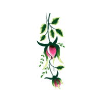 Hybrid Tea Rose Flowers Hybrid Tea Rose Flowers