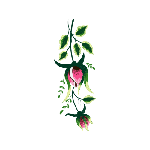 Hybrid Tea Rose Flowers Hybrid Tea Rose Flowers