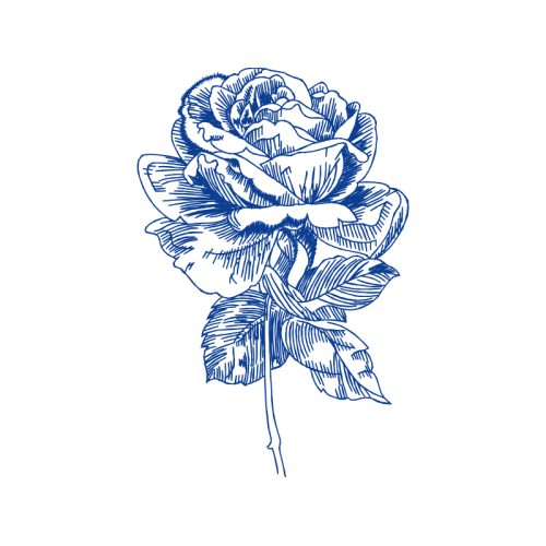 Hybrid Tea Rose Flowers Hybrid Tea Rose Flowers