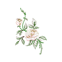 Hybrid Tea Rose Flowers