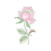Hybrid Tea Rose Flowers
