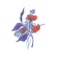 Hybrid Tea Rose Flowers