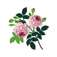 Hybrid Tea Rose Flowers