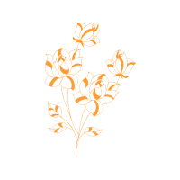 Hybrid Tea Rose Flowers