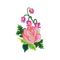 Hybrid Tea Rose Flowers