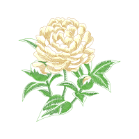 Hybrid Tea Rose Flowers