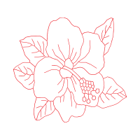 Hybrid Tea Rose Flowers Hybrid Tea Rose Flowers