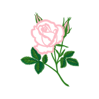 Hybrid Tea Rose Flowers