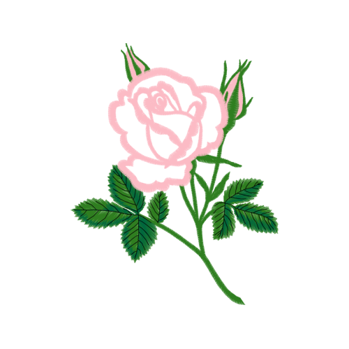 Hybrid Tea Rose Flowers Hybrid Tea Rose Flowers