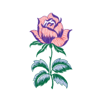 Hybrid Tea Rose Flowers