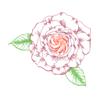 Hybrid Tea Rose Flowers