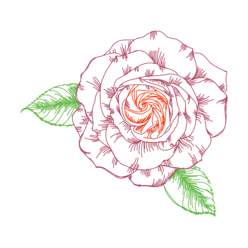 Hybrid Tea Rose Flowers Hybrid Tea Rose Flowers