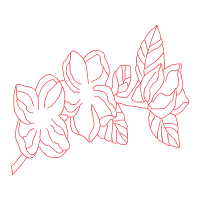 Hybrid Tea Rose Flowers Hybrid Tea Rose Flowers