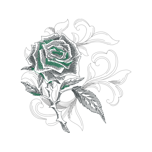 Hybrid Tea Rose Flowers Hybrid Tea Rose Flowers