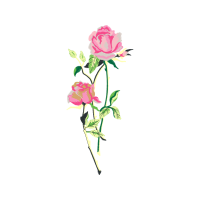 Hybrid Tea Rose Flowers