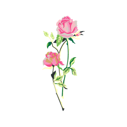 Hybrid Tea Rose Flowers Hybrid Tea Rose Flowers