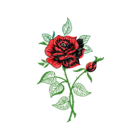 Hybrid Tea Rose Flowers