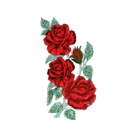 Hybrid Tea Rose Flowers