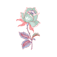 Hybrid Tea Rose Flowers