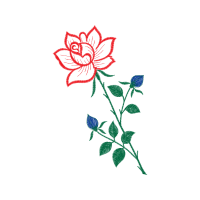 Hybrid Tea Rose Flowers