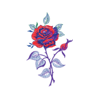 Hybrid Tea Rose Flowers