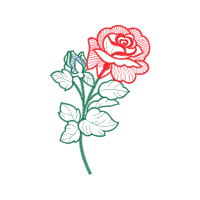 Hybrid Tea Rose Flowers